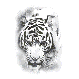 UV Tee - Colourful TigerDesign