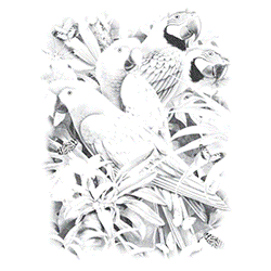 UV Tee - Majestic MacawsDesign